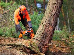 Best Tree and Shrub Care  in USA